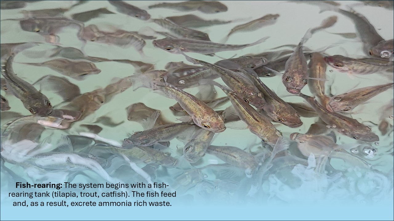 tilapia1